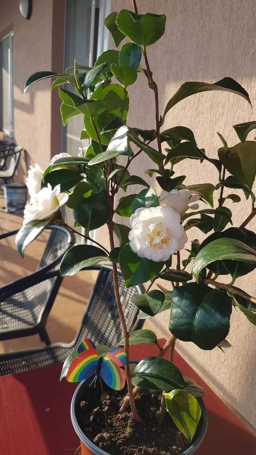 Casa Clau Cazare Orşova מראה חיצוני תמונה